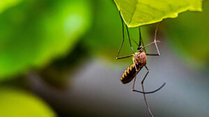 A new malaria treatment aims to provide protection from the disease